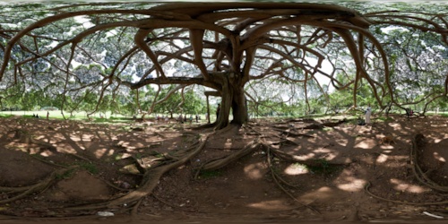 Giant Java Fig tree, Kandy Royal Botanical gardens